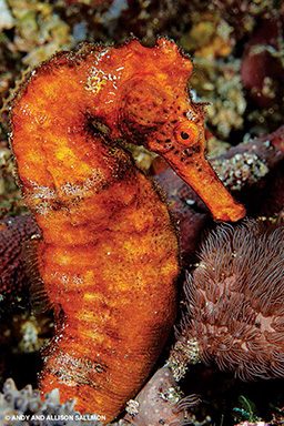 Cute orange seahorse