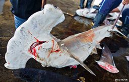 Dead and finless hammerhead shark