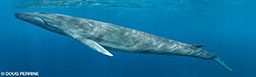 Digital composite of large fin whale