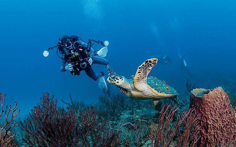 Dive photographer photographs a sea turtle