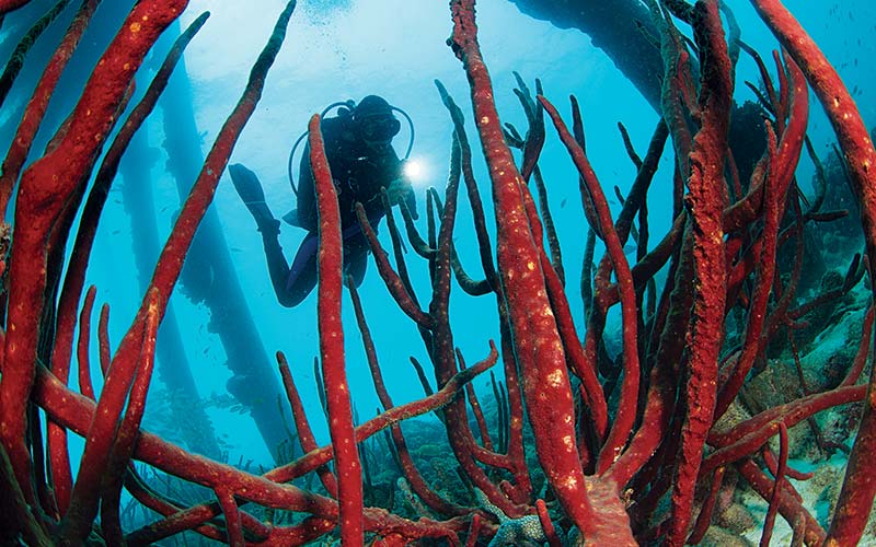 A diver swims amongst red corals