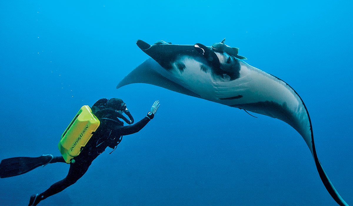 Diver approaches a giant ray