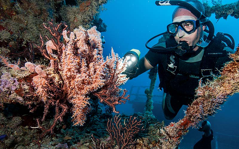 Bald diver approaches coral with flashlight