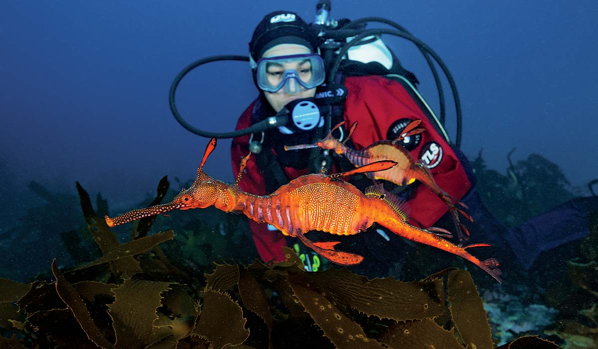 Diver approaches red seadragon