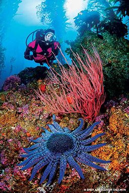 Diver in a pink wetsuit checks out a colorful reef