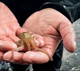 Diver holds tiny octopus