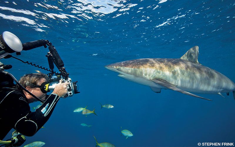 Douglas Seifert photographs a silky shark in Cuba’s Jardines de la Reina.