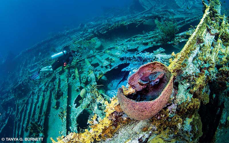 Diver swims above shipwreck
