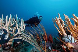 Diver swims through corals at Grey's Reef