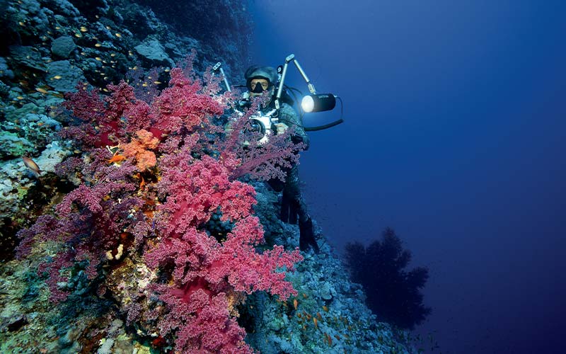 Diver with camera approaches corals