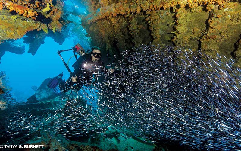 Diver with camera swims up to school of fish