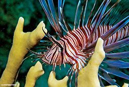 A dopey-looking lionfish