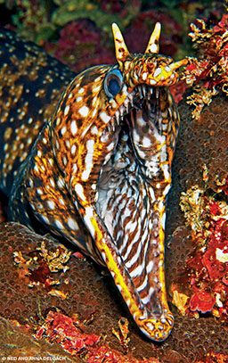 An open-mouthed dragon moray spotted in color and looks fierce