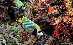 Two emperor angelfish swim by corals