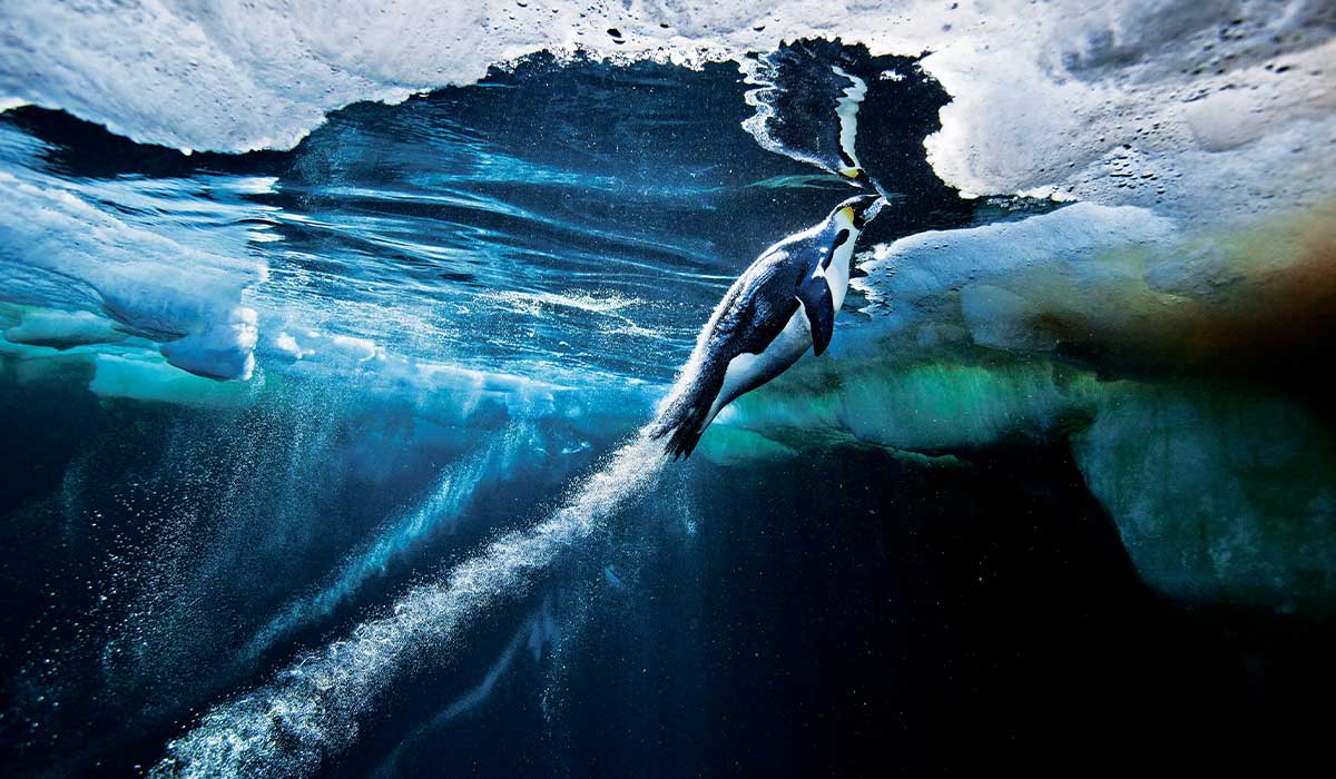 Emperor penguin coming up for air through ice hole