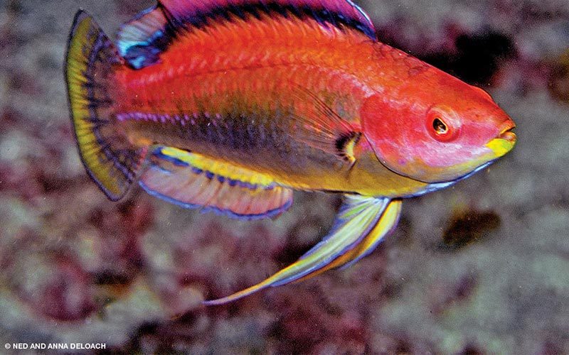 A pink fairy wrasse is ready for mating season