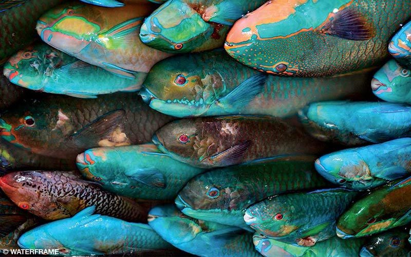 Colorful parrotfish are closely packed in a tank
