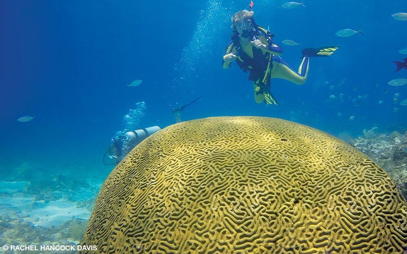 Female diver floats above giant yellow coral