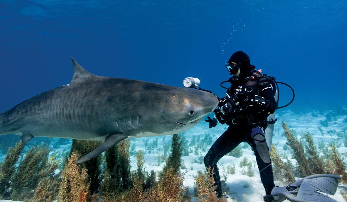 Female diver holding camera approaches a friendly shark