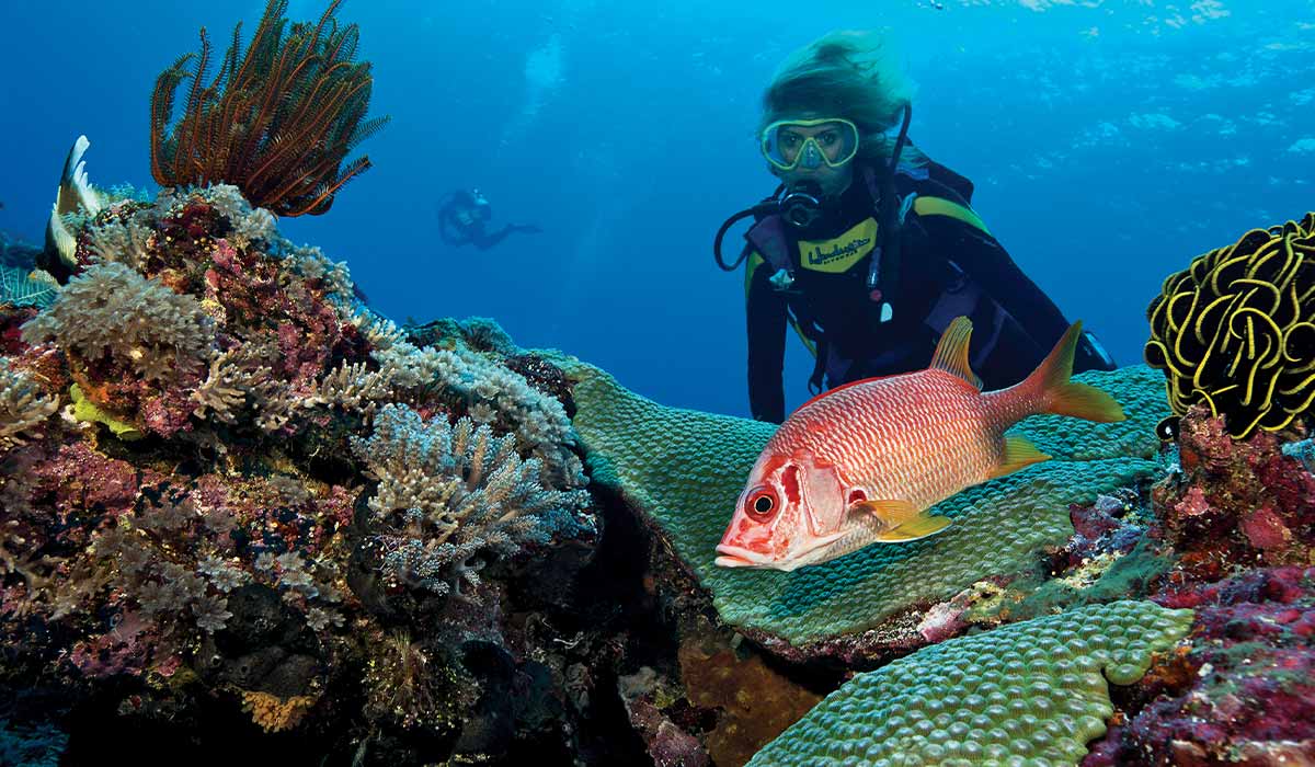 A female diver is behind coral and spying on a pink fish.