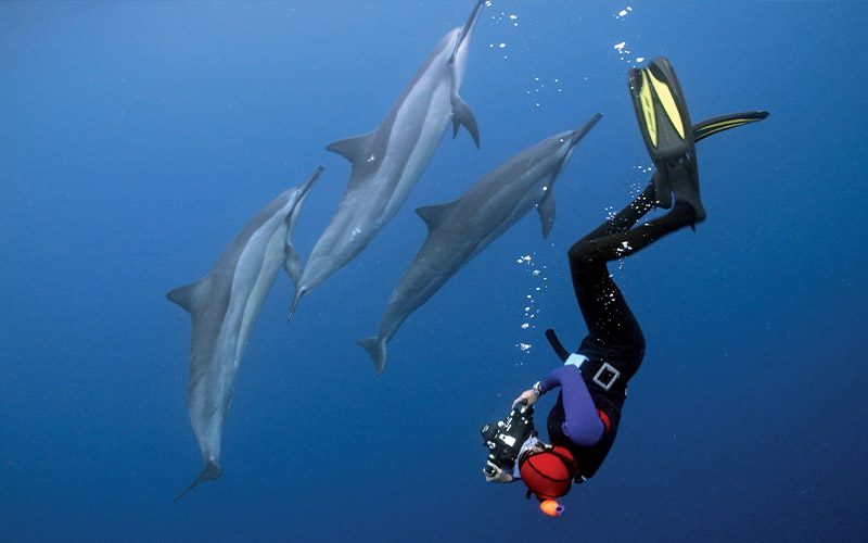 Female freediver is upside-down photographing spinner dolphins