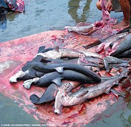 A pile of bloodied, dead sharks without fins
