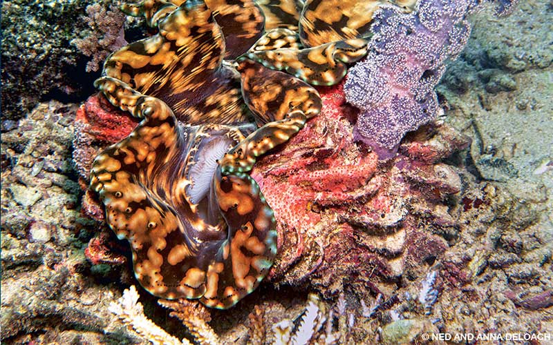 A fluted giant clam has a purple piece of coral in it