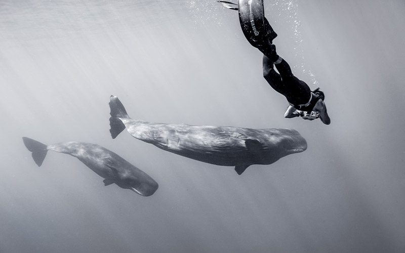 Freediver takes photo of two whales