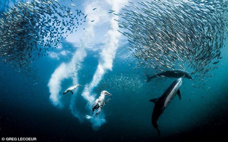 Birds, dolphins and fish frolic underwater