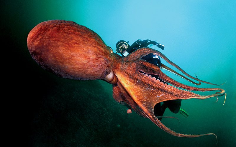 Giant Pacific octopus floats in front of a diver