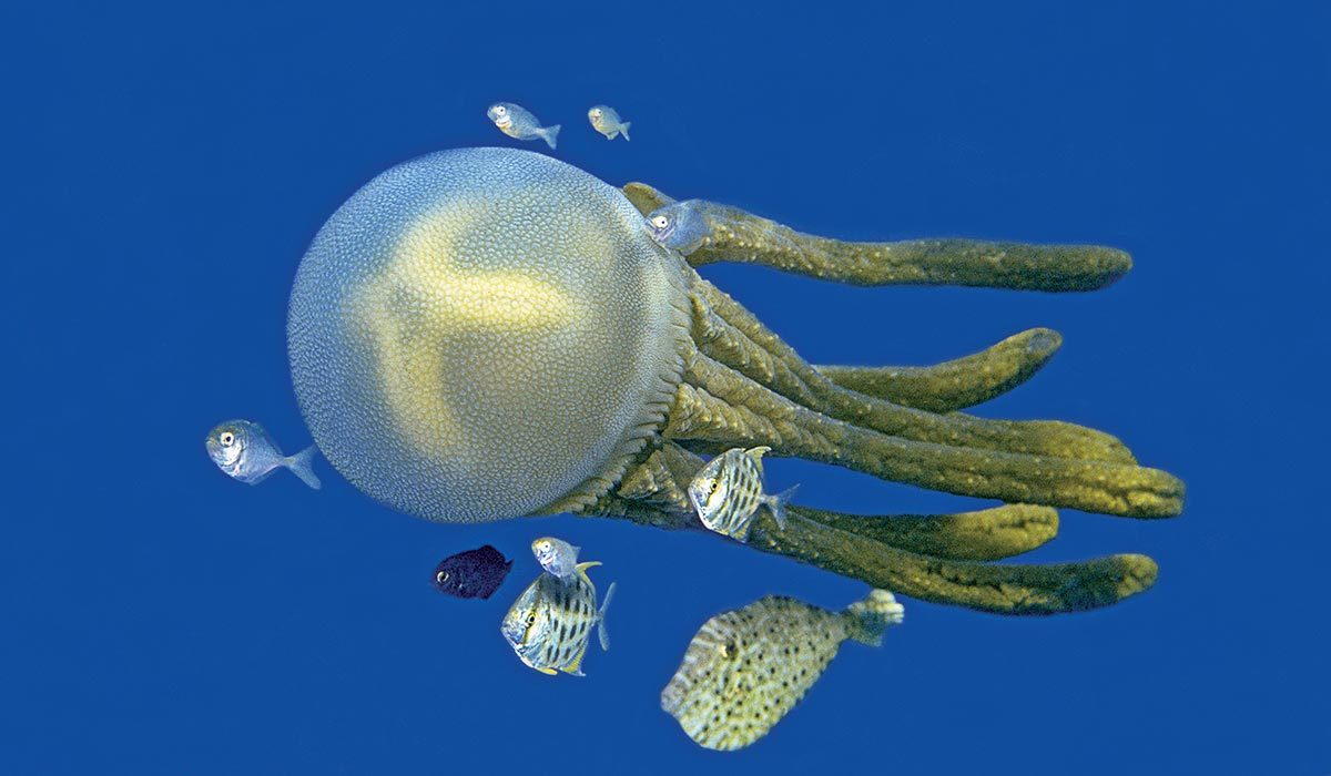Giant green jellyfish, with thick tentacles, swims with fish