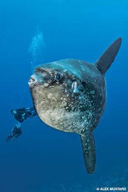 A giant mola mola dwarfs a diver