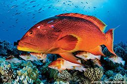 A giant orange grouper swims with a few other, smaller orange fish