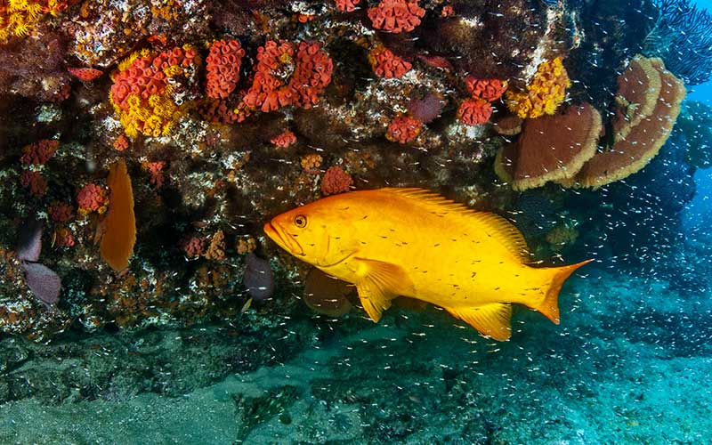 Giant yellow fish swims near corals