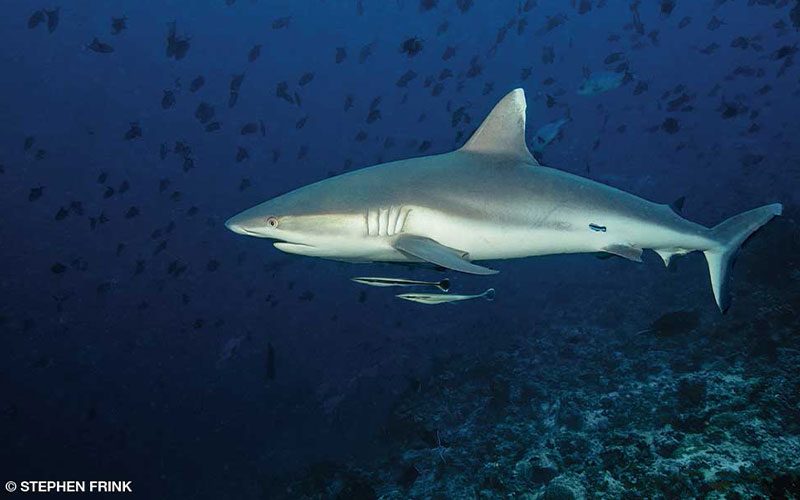 Gray reef shark and two fish
