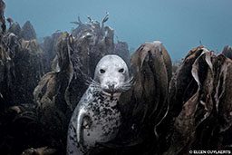 Gray seal in kelp