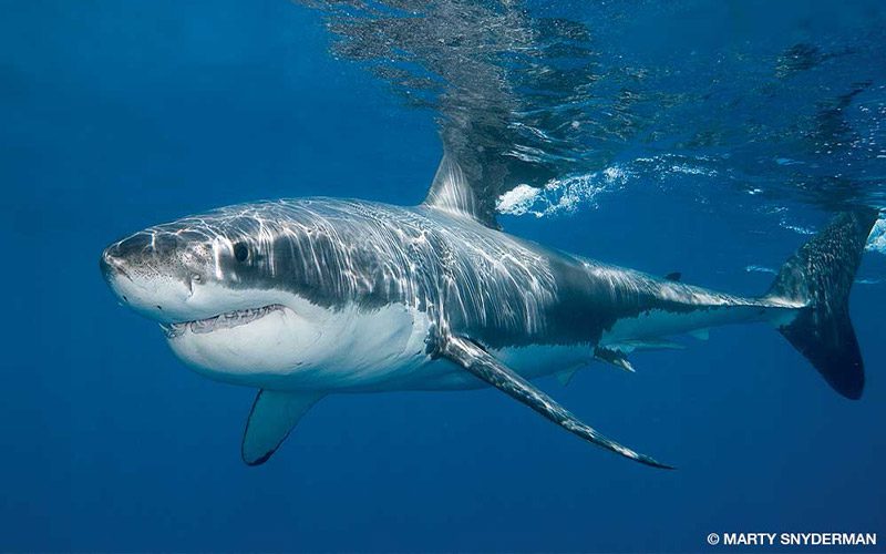 Great white shark at Guadalupe Island, Mexico