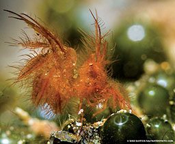 A hairy shrimp scuttles about