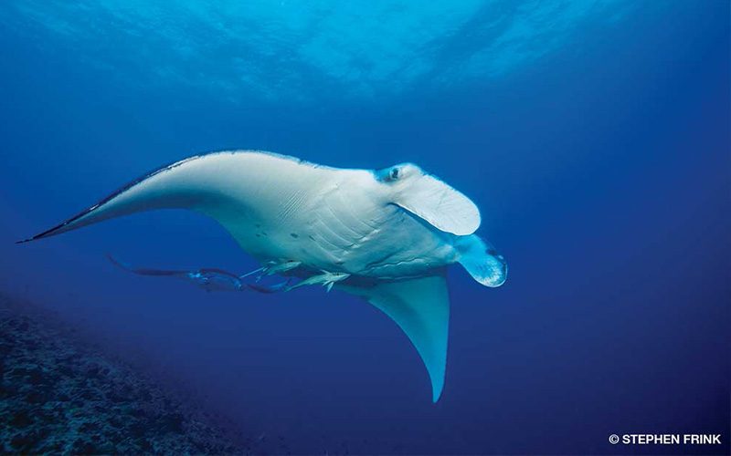 A happy manta ray swims through the ocean