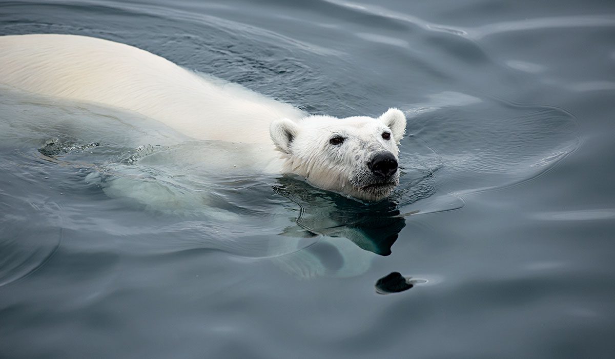 Happy polar bear floats at water's surface