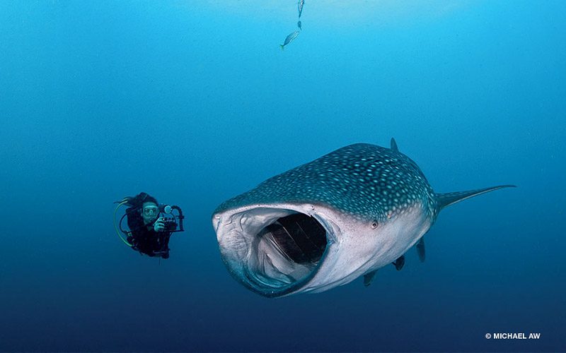 A happy whale shark, with its mouth open, swims toward a diver