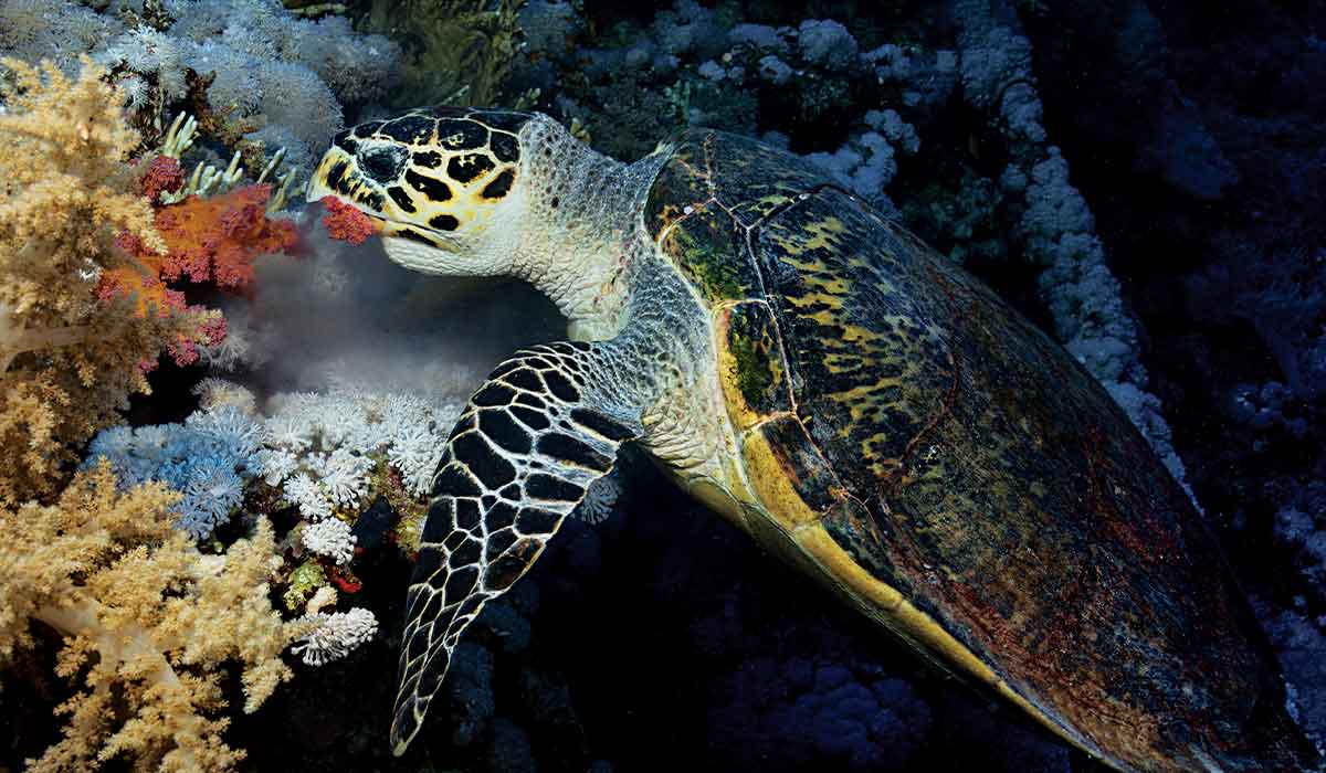 Hawksbill sea turtle munches on corals