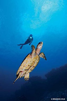 Hawksbill sea turtle with a diver
