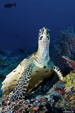 A hawksbill turtle extends its neck to pose for a photo