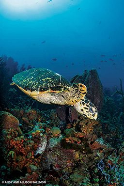 Hawksbill turtle swims downward