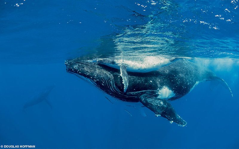 A submerged humpback whale says hello