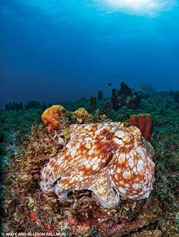 A spotted octopus hunts for dinner