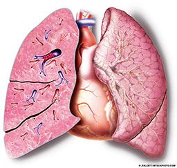 Illustrated picture of the lungs
