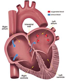 Illustration of inside of heart