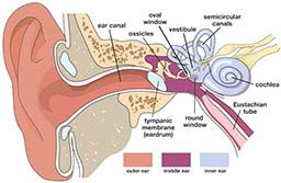 An illustration that depicts the anatomy of the inner ear